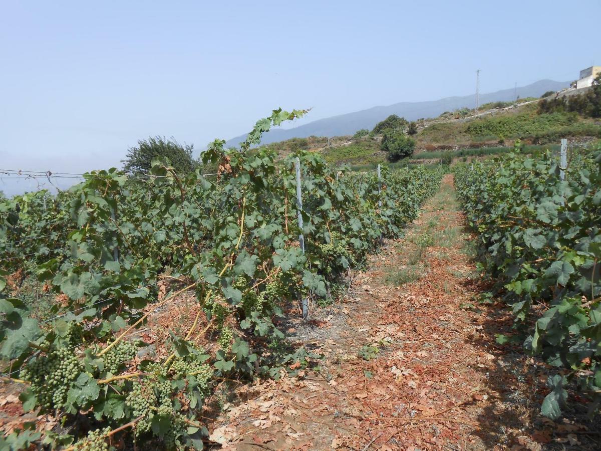 Casitas Las Uvas Y Las Vinas Los Realejos Luaran gambar